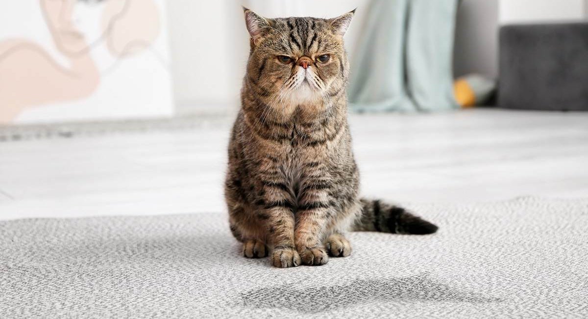 Pet Owners’ Guide to Keeping Carpets Clean and Fresh hero image