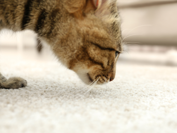Unraveling the Mystery of Carpet Odors: Causes and Solutions image