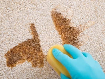 The Science Behind Carpet Odors: Tips for Elimination and Prevention image