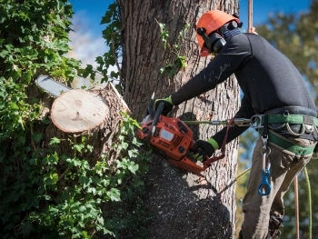 Tree Removal & Tree Trimming services in Vancouver WA and Portland metro area image