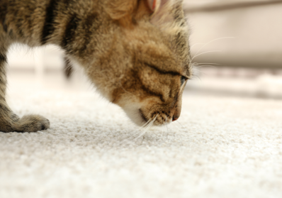 Unraveling the Mystery of Carpet Odors: Causes and Solutions blog image