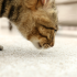 Unraveling the Mystery of Carpet Odors: Causes and Solutions small image