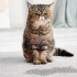 Pet Owners’ Guide to Keeping Carpets Clean and Fresh small image