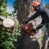Tree Removal & Tree Trimming services in Vancouver WA and Portland metro area small image