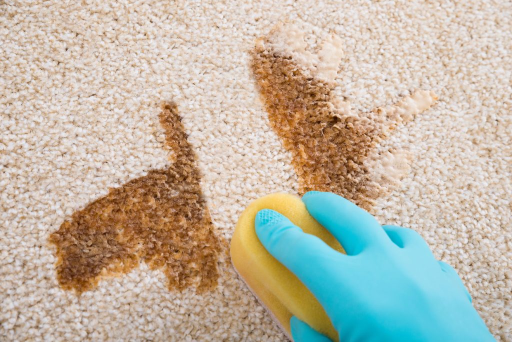 The Science Behind Carpet Odors: Tips for Elimination and Prevention hero image