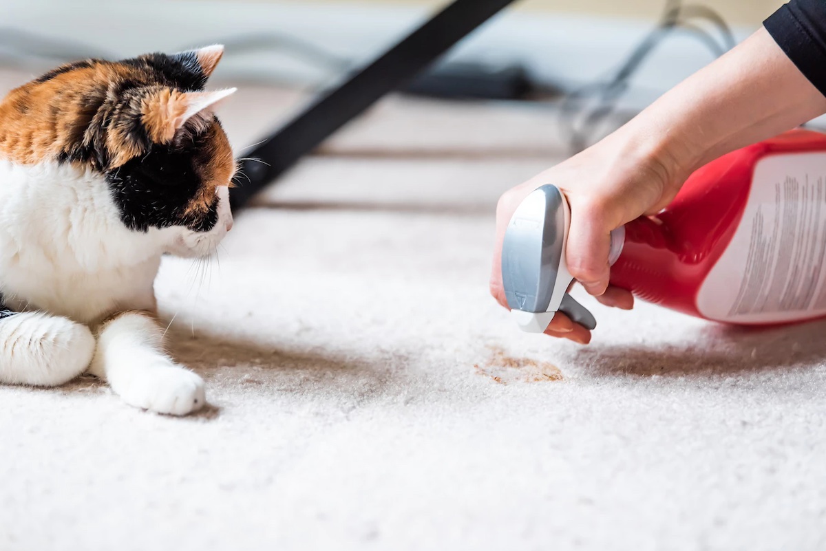 How Often Should You Clean Your Carpets? Expert Insights hero image